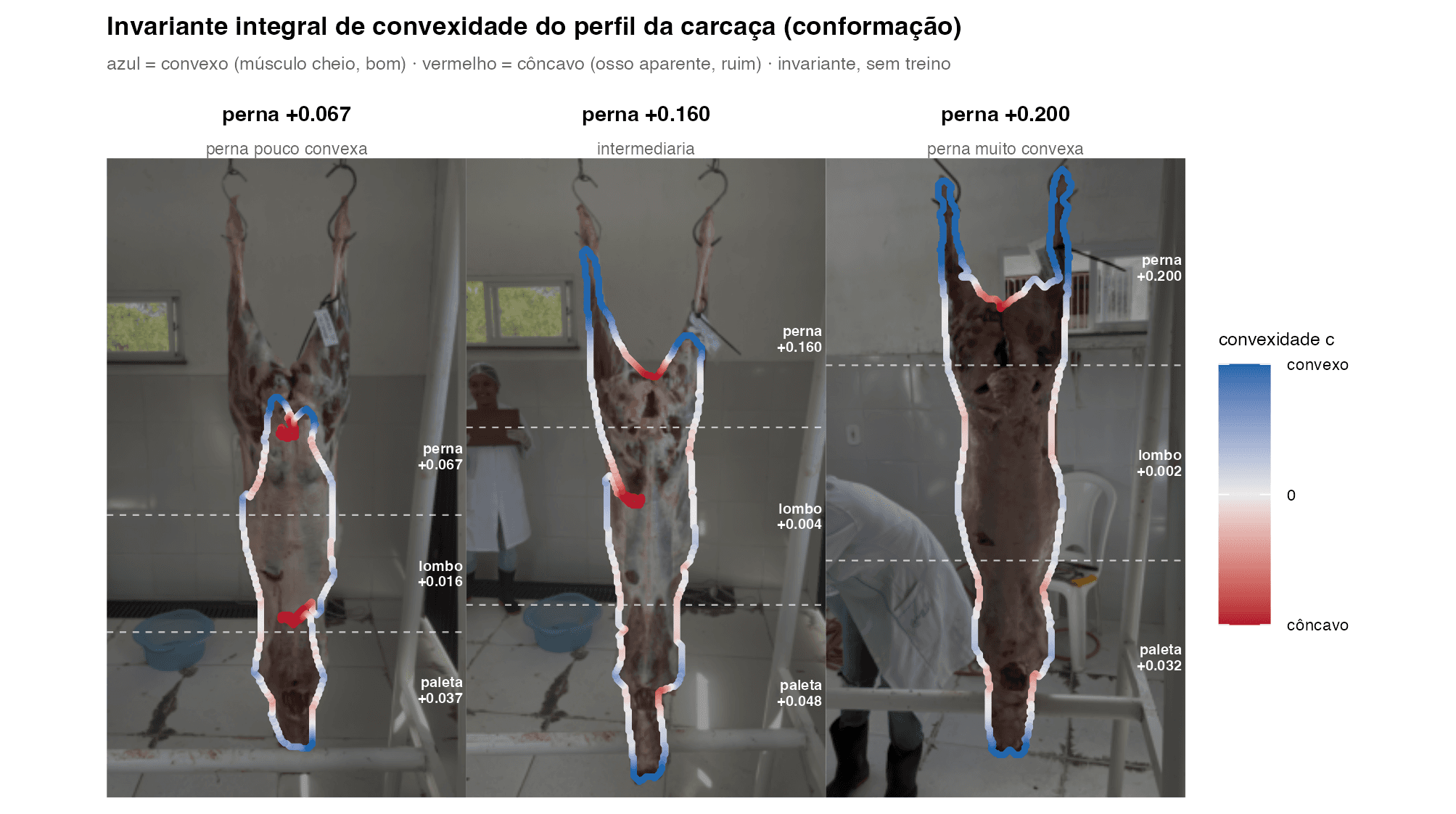 Uma medida de convexidade invariante e sem treino para conformação de carcaças